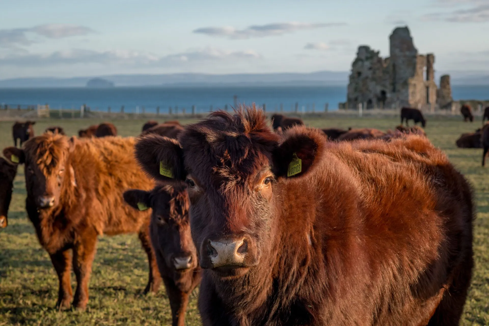 Lincoln Red cattle grazing on the Balcaskie Estate, Fife
